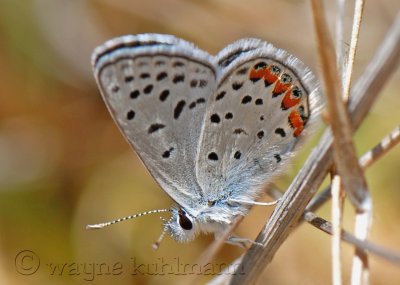 Macro