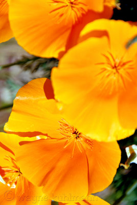 California Poppy