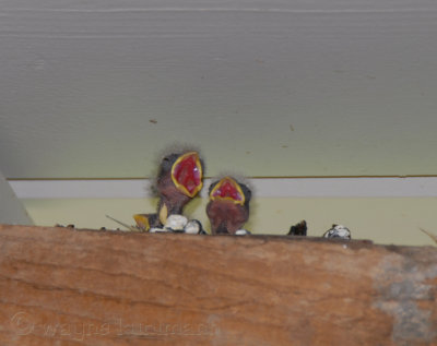 Baby Birds