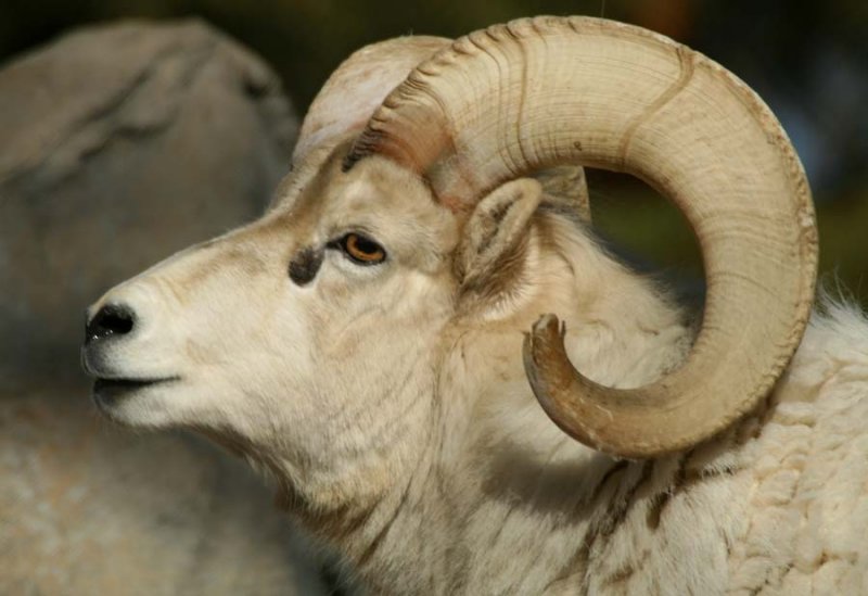 Dall Sheep Horns