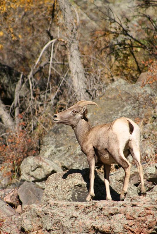 Bighorn Rocky Pose