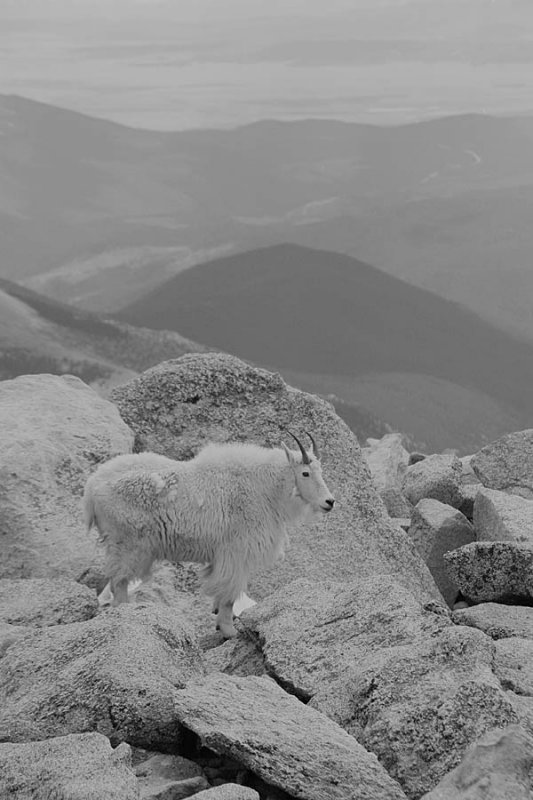 IMG1237BW_GOATMTNROKS1PB.jpg