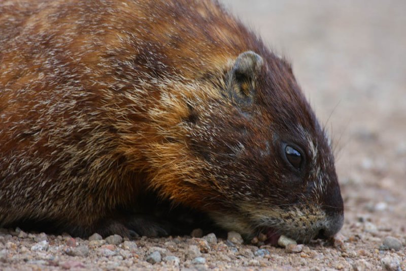 IMG2204_BTTLMTN_MARMOTEATS1PB.jpg