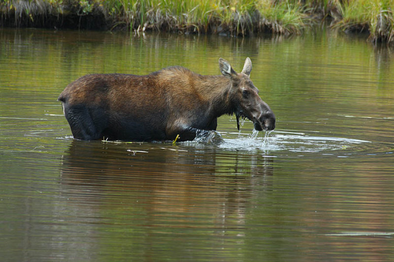 IMG2240_RMNP_MOOSWTR2.jpg