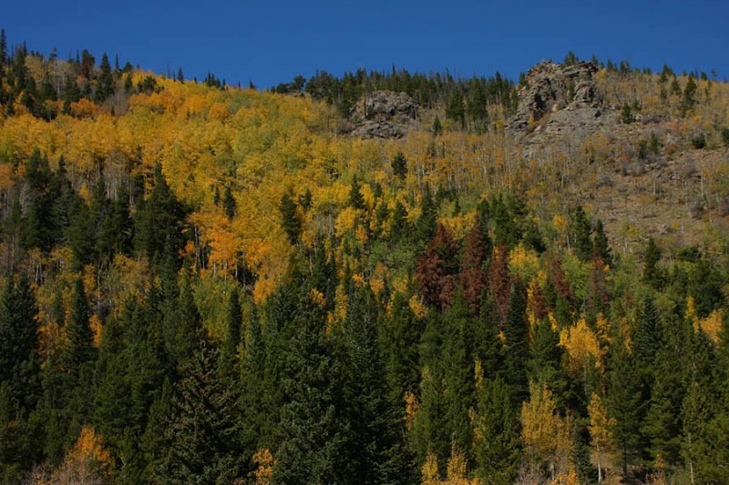 ICR2010_RMNP0440_FALLCOLRS1PB.jpg