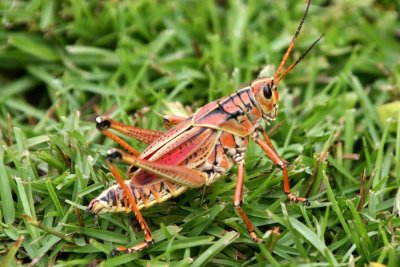 Lubber in the Grass