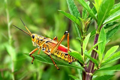Lubber in Bushes