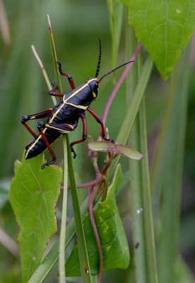 Immature Lubber in Leaves