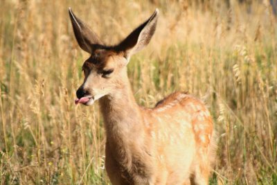 Spotted Fawn