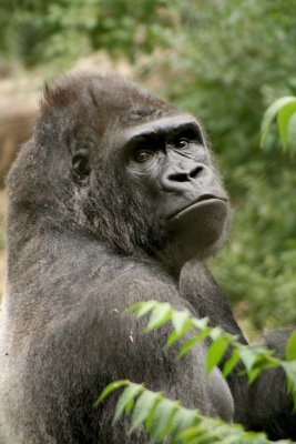 Gorilla Pose 1