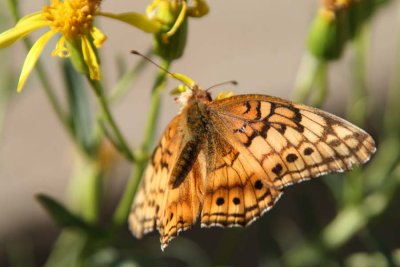 Castlewood Butterfly 1