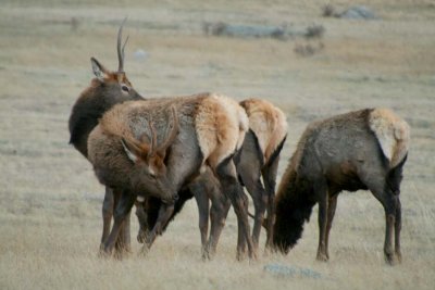 Young Elk Group