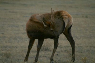 Young Elk Buck