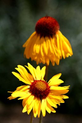 Cone Flowers 1