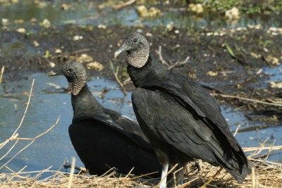 Two Black Vultures