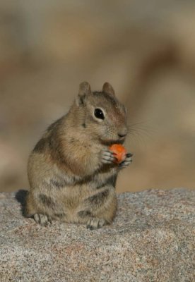 Carrot for Squirrel