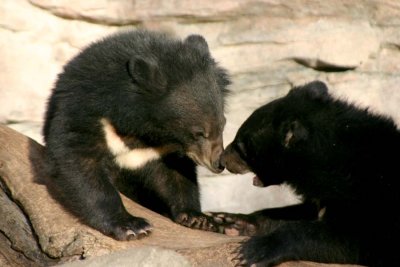Asiatic Bear Cubs