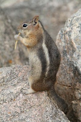 Shoestring for Ground Squirrel