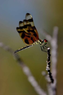 Dragonfly in Everglades