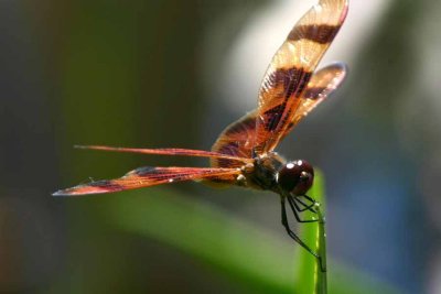 Dragonfly on Blade of Grass