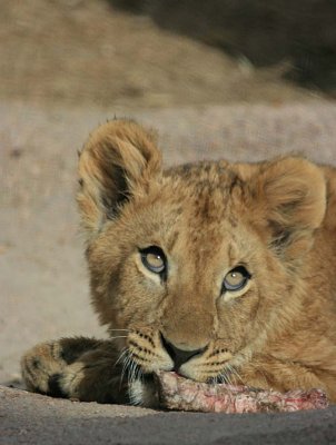 Cub & Bone