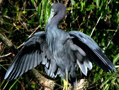 Little Blue Wingspread