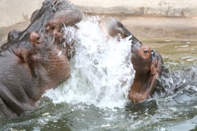 Hippo Fun