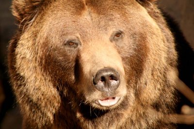Grizzly Face