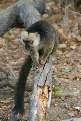 White-Headed Brown Lemur