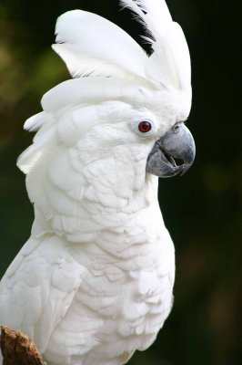 Cockatoo