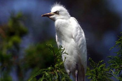 Immature Cattle Egret 2