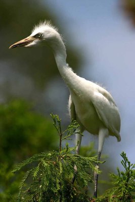 Immature Cattle Egret