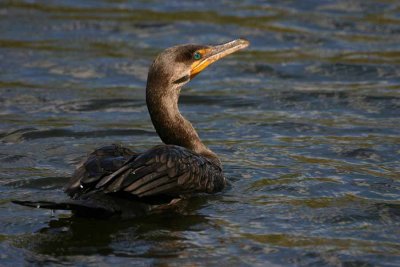 Cormorant Swim