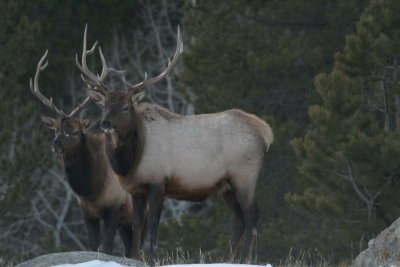 Two Bull Elk - Winter