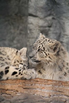 Snow Leopard Cubs