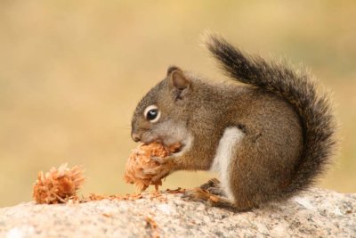 Nuts & Squirrel
