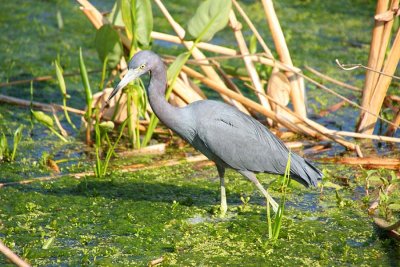 Little Blue at Green Cay