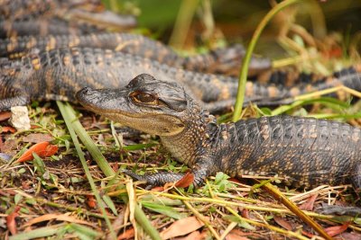 Baby Gator in Nest