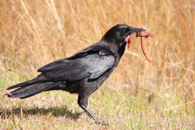 Crow & Snake