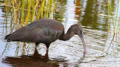 Glossy Wading