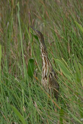 American Bittern Stretch