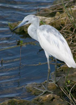 Immature Little Blue