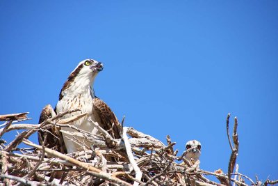 Osprey Nest