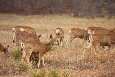 Roxboro Deer Herd