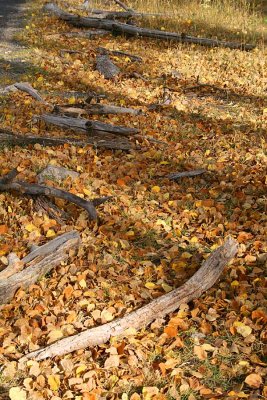 Fallen Leaves