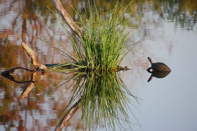 Reflection Doubled