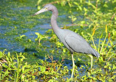 Little Blue at Green Cay