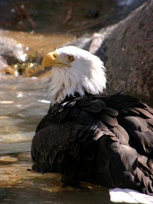  Eagle 1