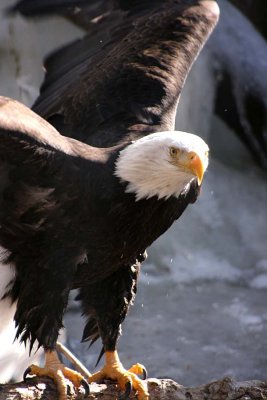  Eagle 2