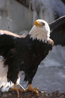  Eagle 3